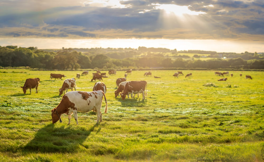 Briddlesford Farm, Wootton