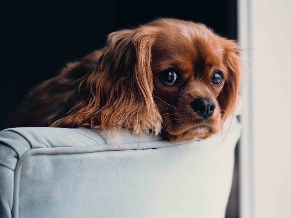 Have pooch, will travel