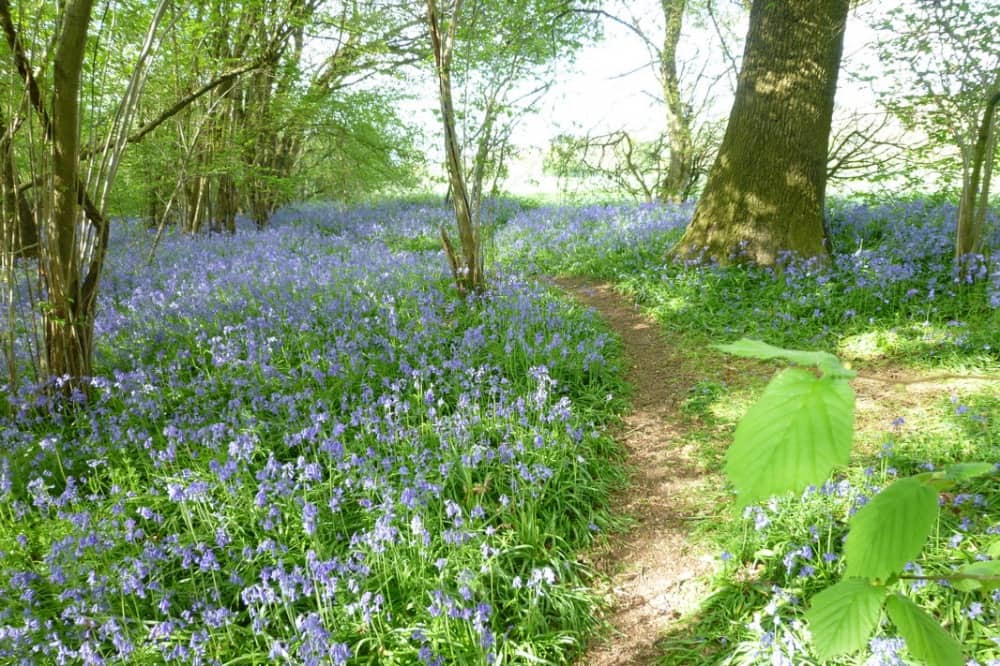 1/ WOODLAND STOMP: Sulham Wood loop, Nr Pangbourne