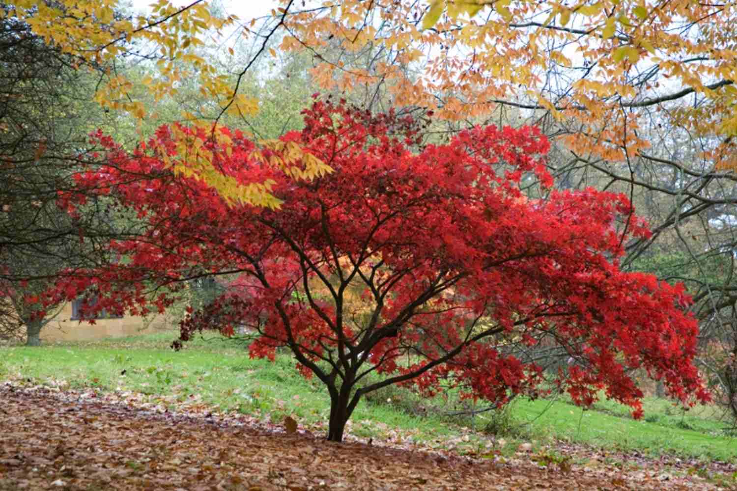 are dogs allowed in batsford arboretum