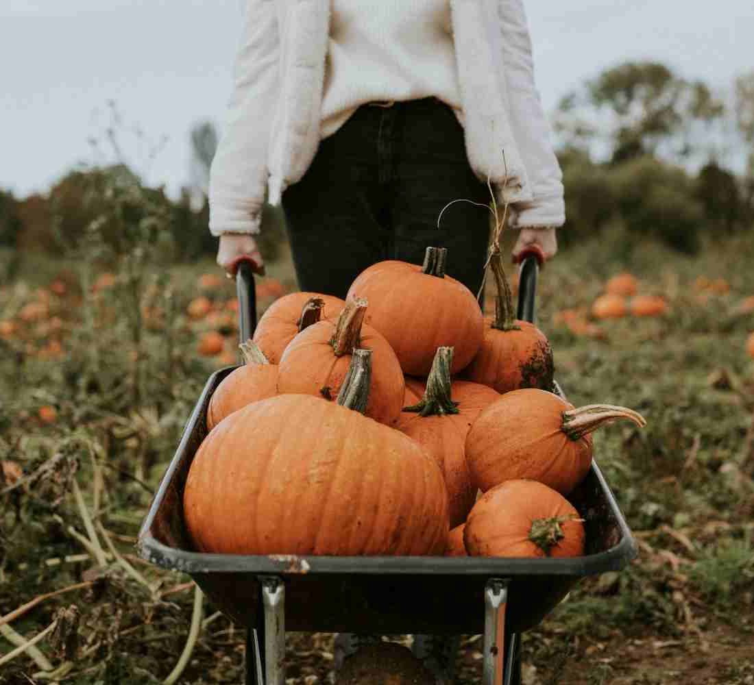 Smashing fun! Where to pick your own pumpkin in Berkshire and beyond