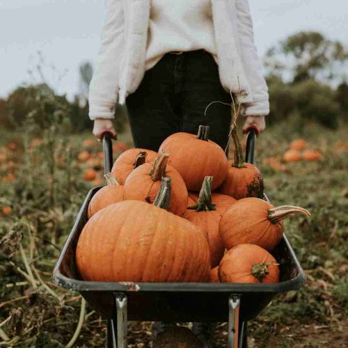 Smashing fun! Where to pick your own pumpkin in Berkshire and beyond