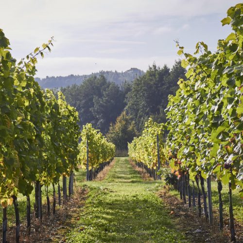 Bottoms up! 13 lovely local vineyards to visit