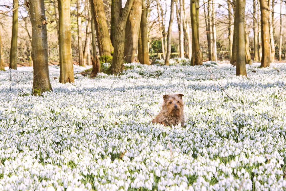 Lovely local snowdrop walks