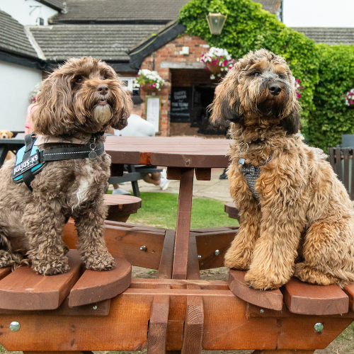 Yappy meals! Dog friendly eateries with lovely walks in Berks