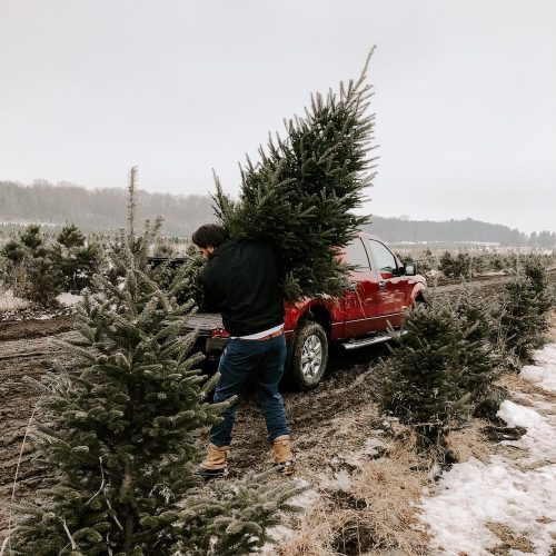 Fir real! Where to buy your Christmas tree this year
