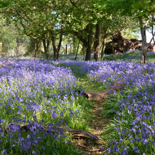 Blooming gorgeous! 17 best local bluebell walks