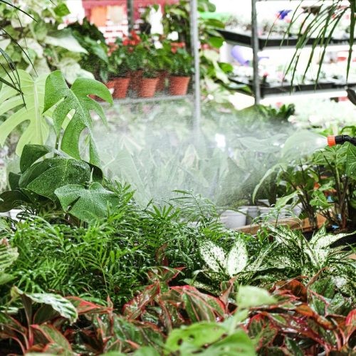 Greenfingers! Where to buy houseplants in Berkshire
