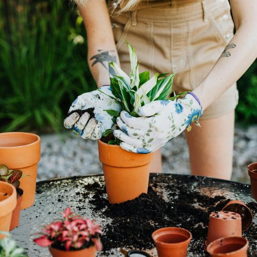 Gardening jobs to do this summer