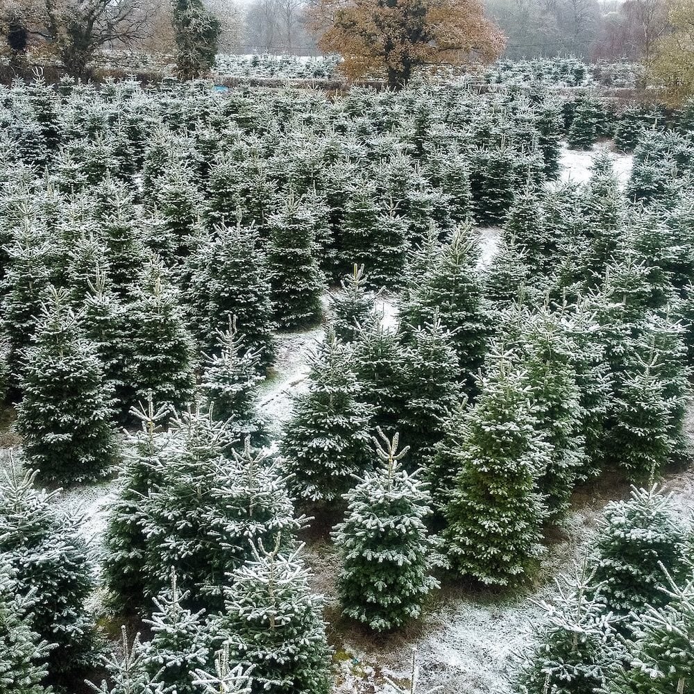 Fir real! Where to buy your Christmas tree this year