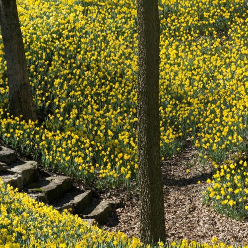 You had me at yellow! Gorgeous daffodil walks in Berkshire