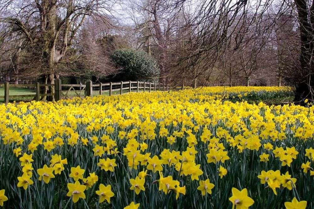 Where to see daffodils in Bucks &amp; Oxon