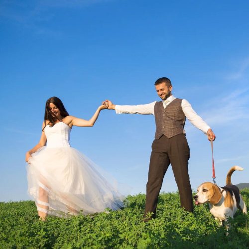 The perfect local wedding guide