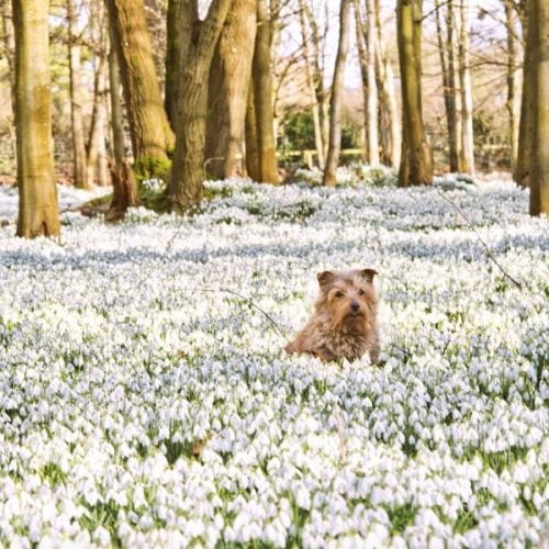 The best walks for spotting snowdrops in Bucks &amp; Oxon