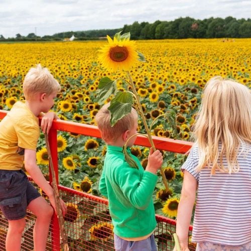Flower power! Family fun blooms at The Patch MK