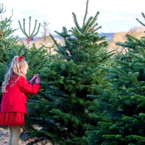 Chop chop! Where to buy the best Christmas tree across Bucks &amp; Oxon