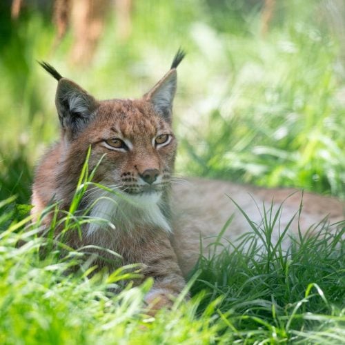 Go wild! Up close and personal with Hogshaw Farm in Bucks