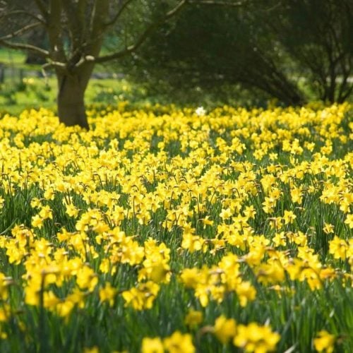 Fields of gold: gorgeous daffodil walks in Bucks &amp; Oxon