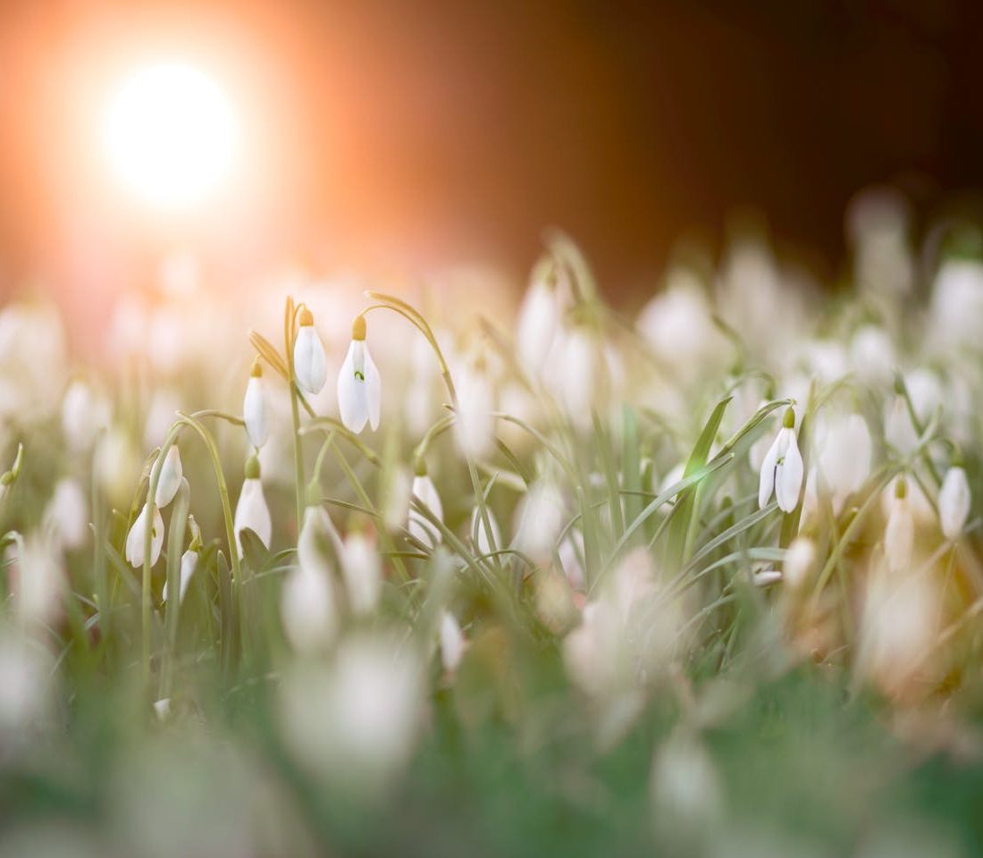 Where to see snowdrops in Cheshire