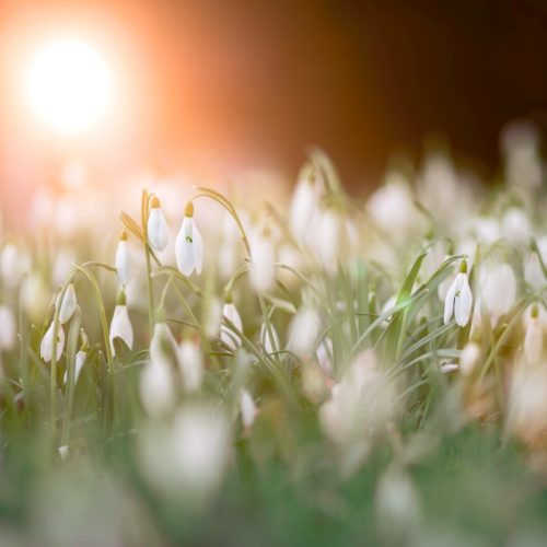 Where to see snowdrops in Cheshire