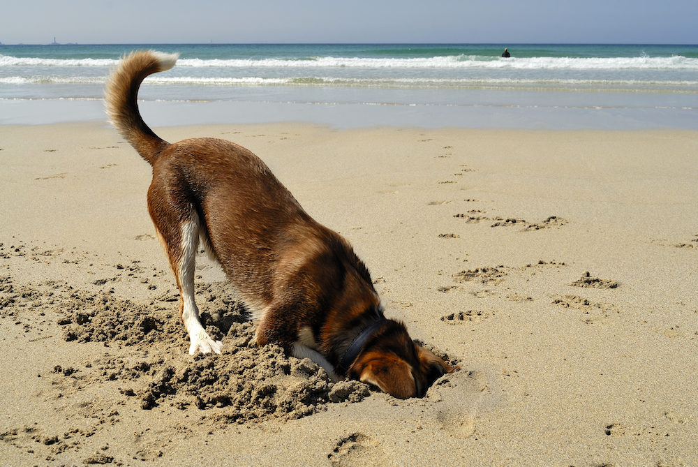 Dogs on beaches - The Muddy Guide to the best dog friendly beaches in Cornwall