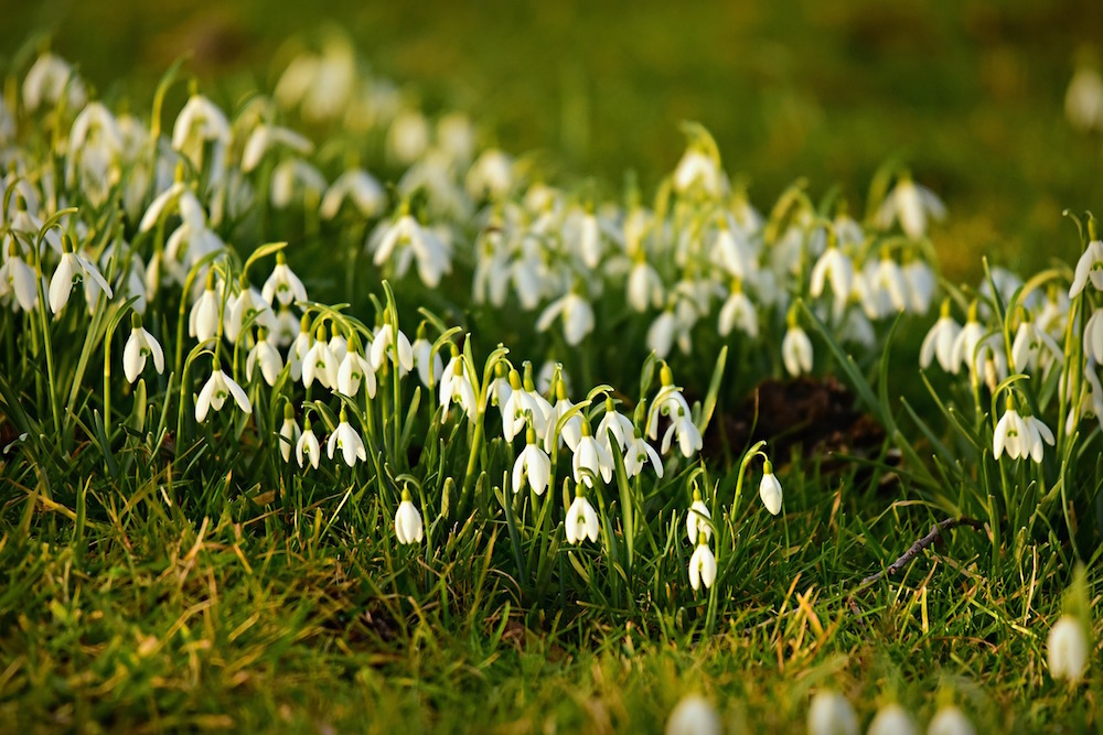 Snowdrops everywhere! Where to find them in Cornwall