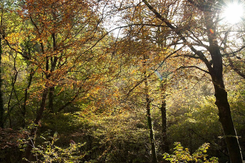 Where to see Autumn Colour in Cornwall
