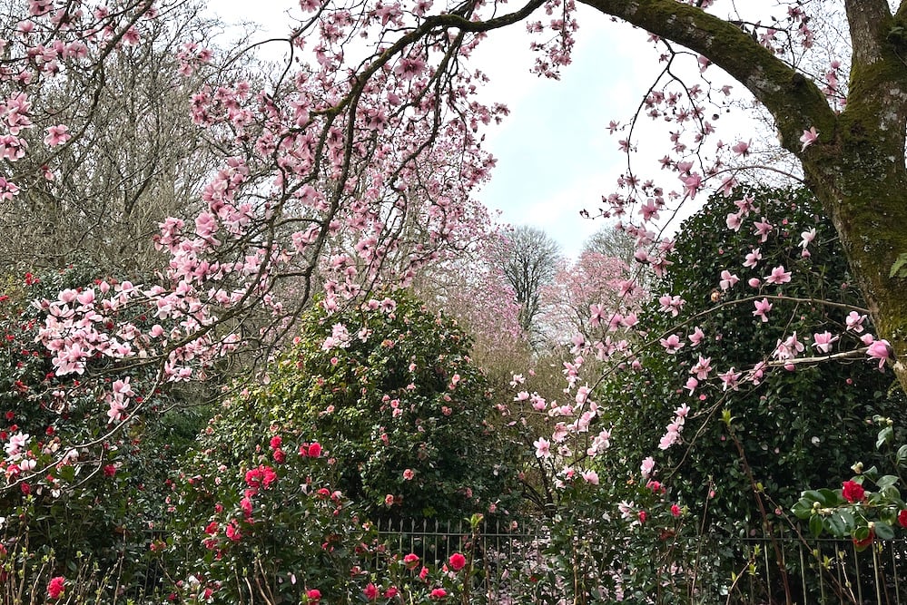Spring Blossom - where to find the best in Cornwall
