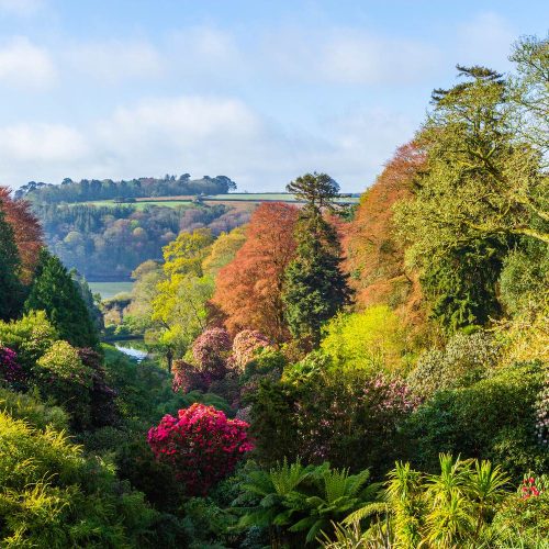 Where to see Autumn Colour in Cornwall