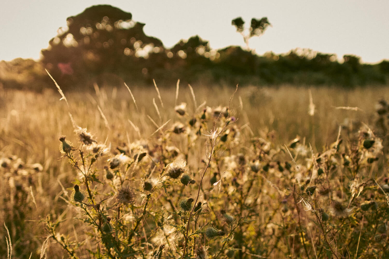 Cabilla Cornwall, Bodmin Moor - Cornwall | Muddy Stilettos