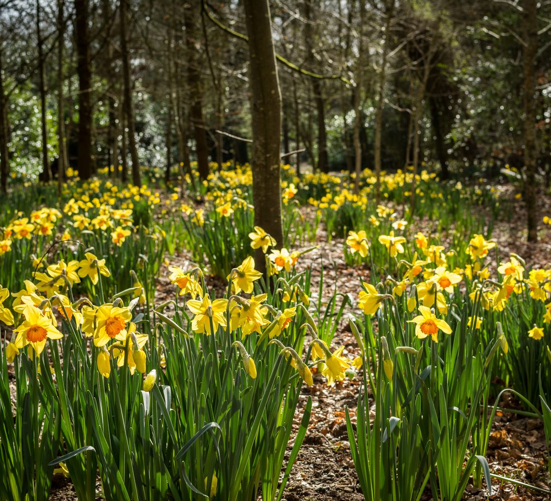 Daff-idyllic! Best places for daffodils in Cornwall