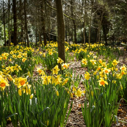 Daff-idyllic! Best places for daffodils in Cornwall