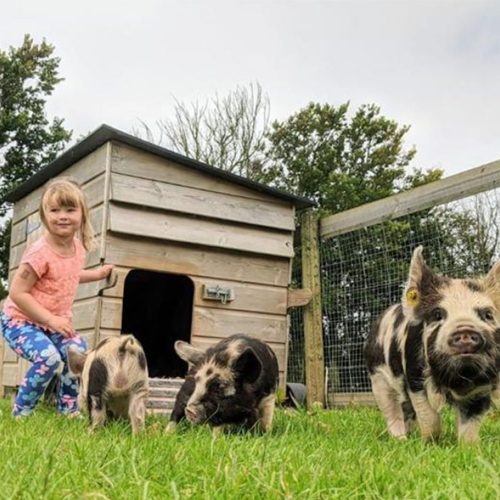 Where to stay: Cornish farmstay holidays with animals
