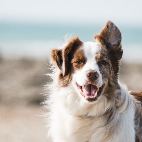 24 dog-friendly places to go in Cornwall that your kids will love