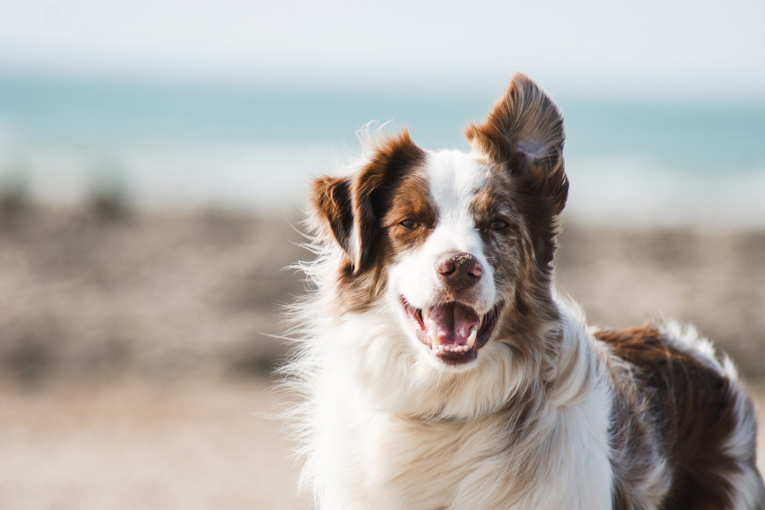 Tintagel best sale border collies