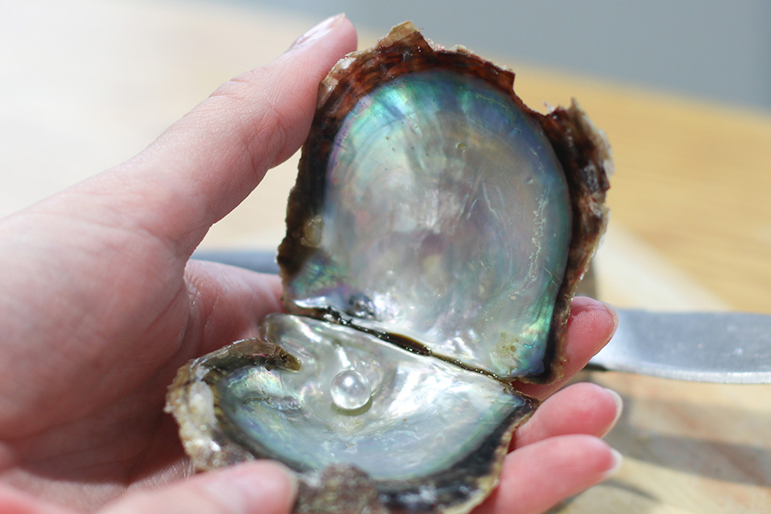 Cornwall Gold pearl in a shell being held