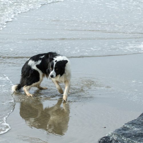 Beat the ban! Cornwall's dog-friendly beaches for daytime walks