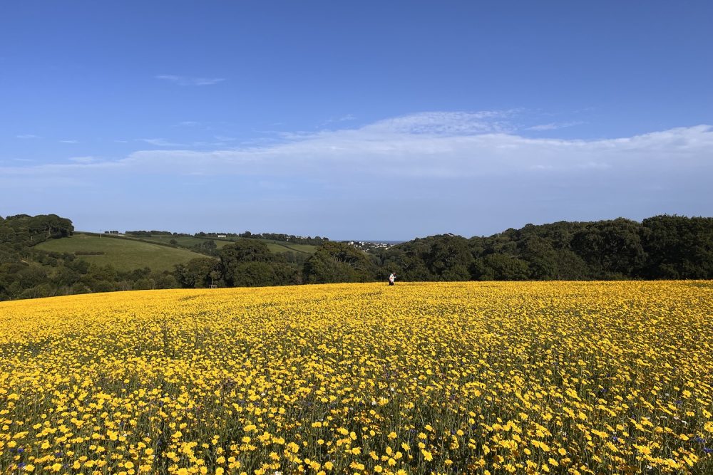 Buying Flower Field