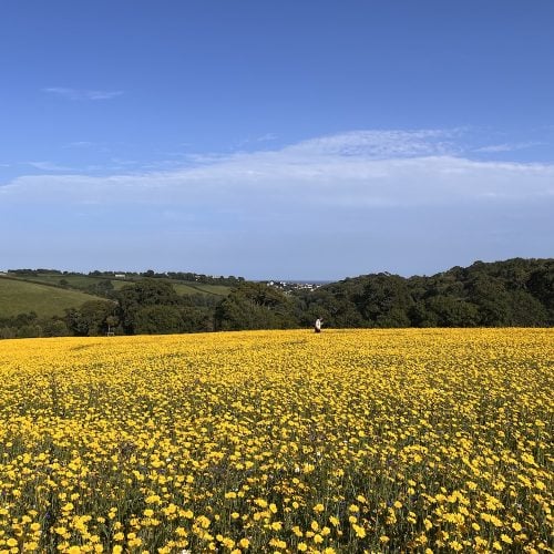 9 stunning summer flower fields to visit near you