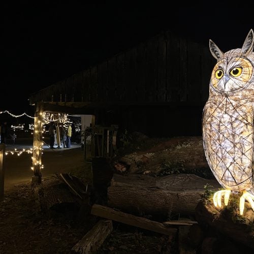 First Look: Heligan Night Garden, winter’s magic light trail, Cornwall