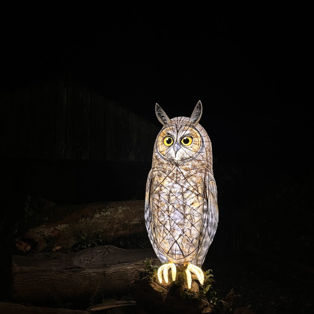 First Look: Heligan Night Garden, winter’s magic light trail, Cornwall