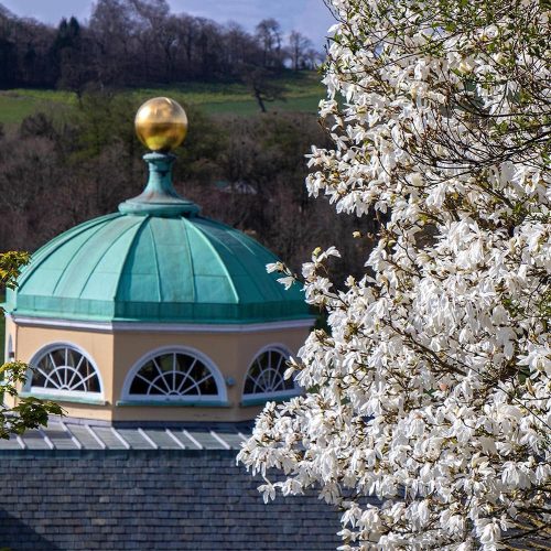 Blossom watch: where to see the Mexican floral wave in Devon