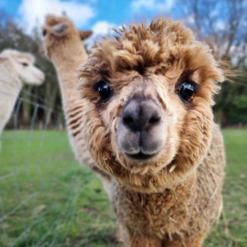 Meet cute! Where to go alpaca trekking with a cream tea