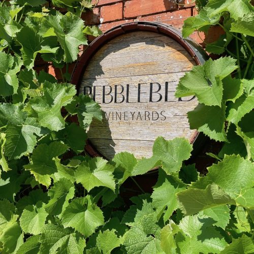 Grape ideas! Pebblebed and 5 other Devon vineyard tours to try