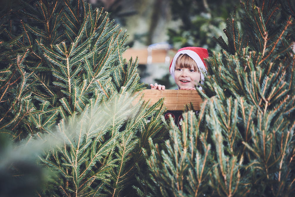 Time for a spruce up! 11 Christmas tree farms near you