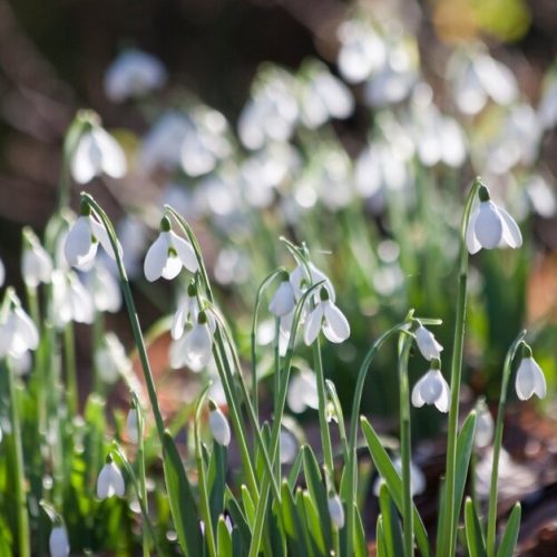 Where to spot snowdrops around Devon