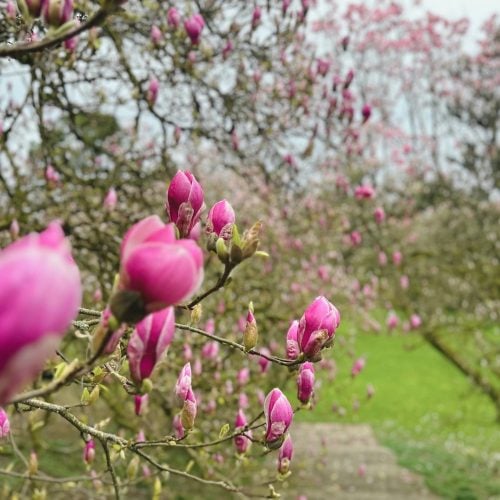 Walk this way for the best local spring gardens