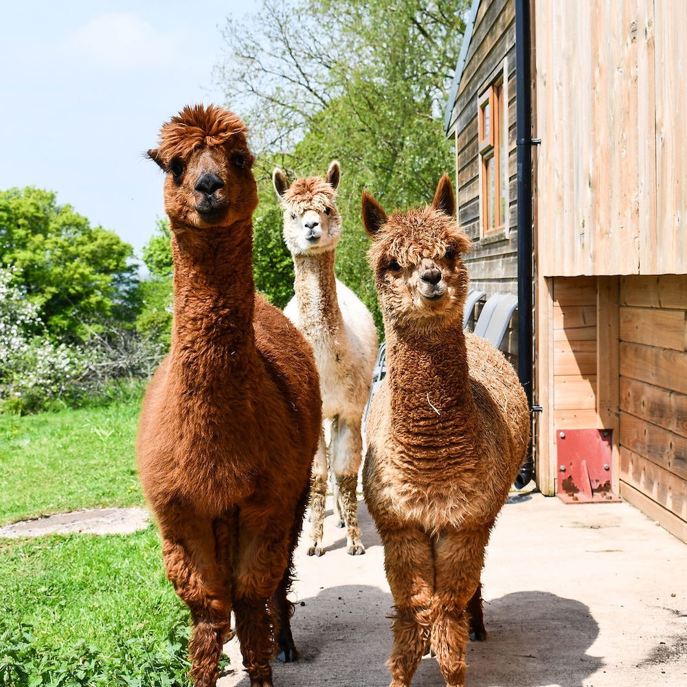 Little Orchard Alpacas, Shute nr Axminster