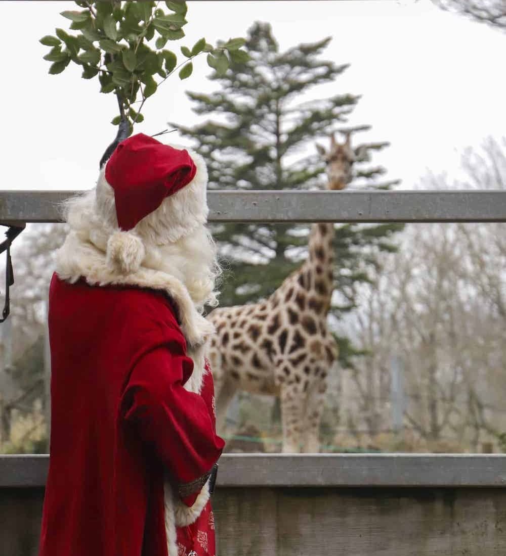 Grotto guide: 20+ places to meet Santa in Devon