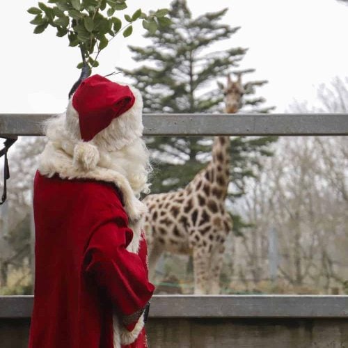 Grotto guide: 20+ places to meet Santa in Devon